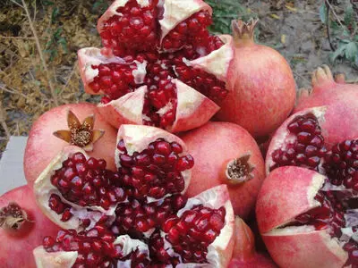 برداشت بیش از ۶ هزار تن انار در سبزوار