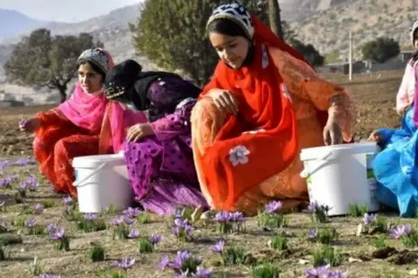 دومین جشنواره شکرانه برداشت زعفران دزپارت برگزار می‌شود