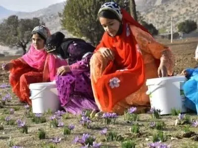 دومین جشنواره شکرانه برداشت زعفران دزپارت برگزار می‌شود