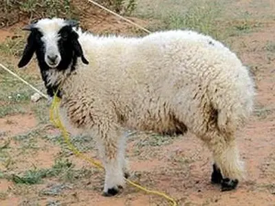 توسعه پرورش دام‌های سبک پربازده وارداتی در استان 