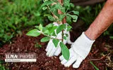 از تولد تا ازدواج با کاشت یک نهال/منابع طبیعی البرز پای مردم را به جنگل‌کاری باز کرد