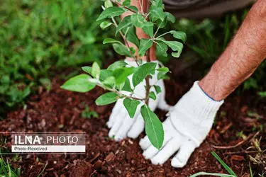 از تولد تا ازدواج با کاشت یک نهال/منابع طبیعی البرز پای مردم را به جنگل‌کاری باز کرد