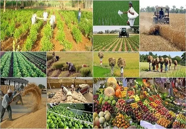 تولید سالانه بیش از ۴ میلیون تن انواع محصولات کشاورزی درگلستان