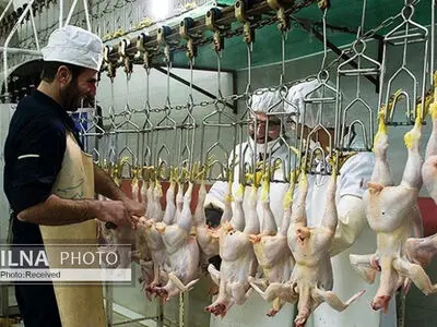 نگرانیِ کارگران کشتارگاه مرغ صنعتی گلند از بیکاری/ فرماندار: احتمال تعطیلی بسیار است