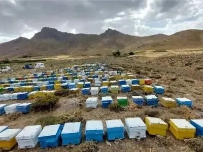 دستاورد زنبورداران بستک؛  تولید ۵۰ تن عسل کُنار و بهاره