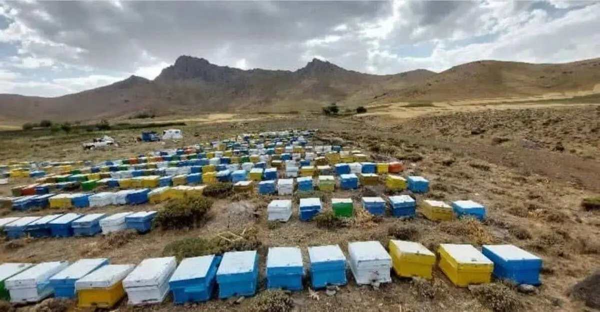 دستاورد زنبورداران بستک؛  تولید ۵۰ تن عسل کُنار و بهاره