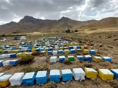 دستاورد زنبورداران بستک؛  تولید ۵۰ تن عسل کُنار و بهاره