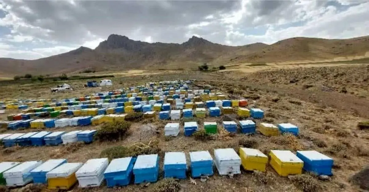 دستاورد زنبورداران بستک؛  تولید ۵۰ تن عسل کُنار و بهاره