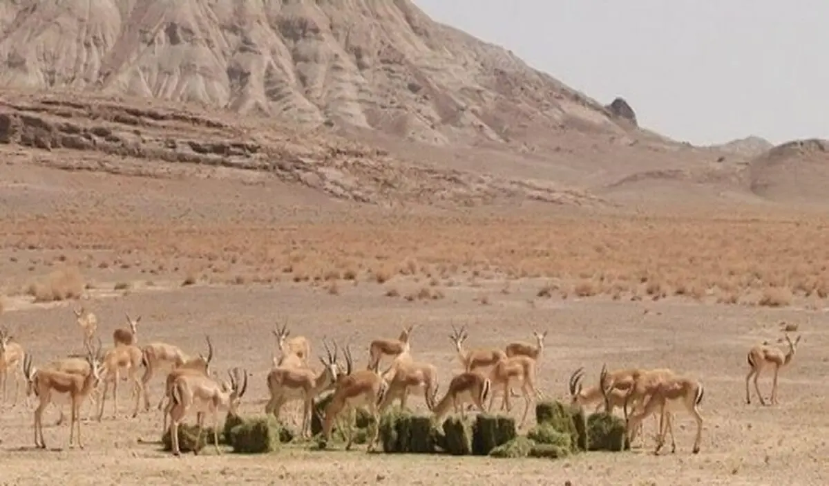 خانگرمز به اولین پناهگاه حیات وحش همدان تبدیل خواهد شد