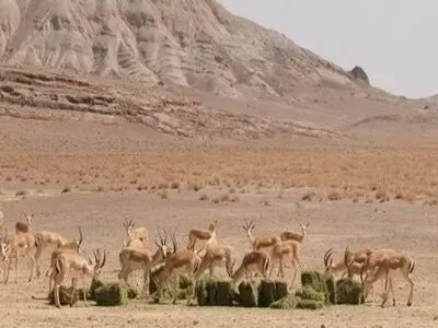 خانگرمز به اولین پناهگاه حیات وحش همدان تبدیل خواهد شد