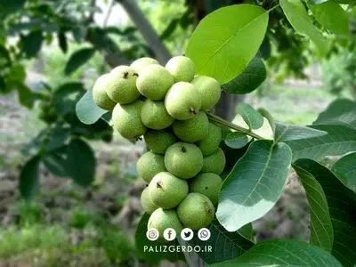احداث باغ گردو یکی از سودآورترین راه‌های درآمدزایی در شهرهای مشهد، بجنورد و گرگان است