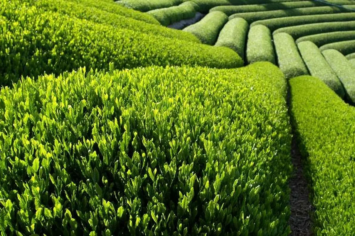موانع صادراتی چای حل نشده است/فقط 10 تا 20 درصد چایکاران تسهیلات گرفتهاند