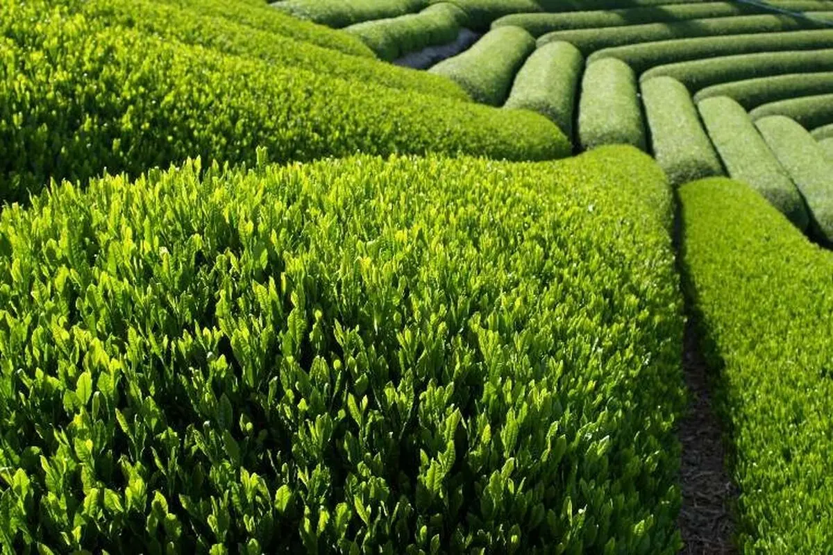 موانع صادراتی چای حل نشده است/فقط 10 تا 20 درصد چایکاران تسهیلات گرفته‌اند