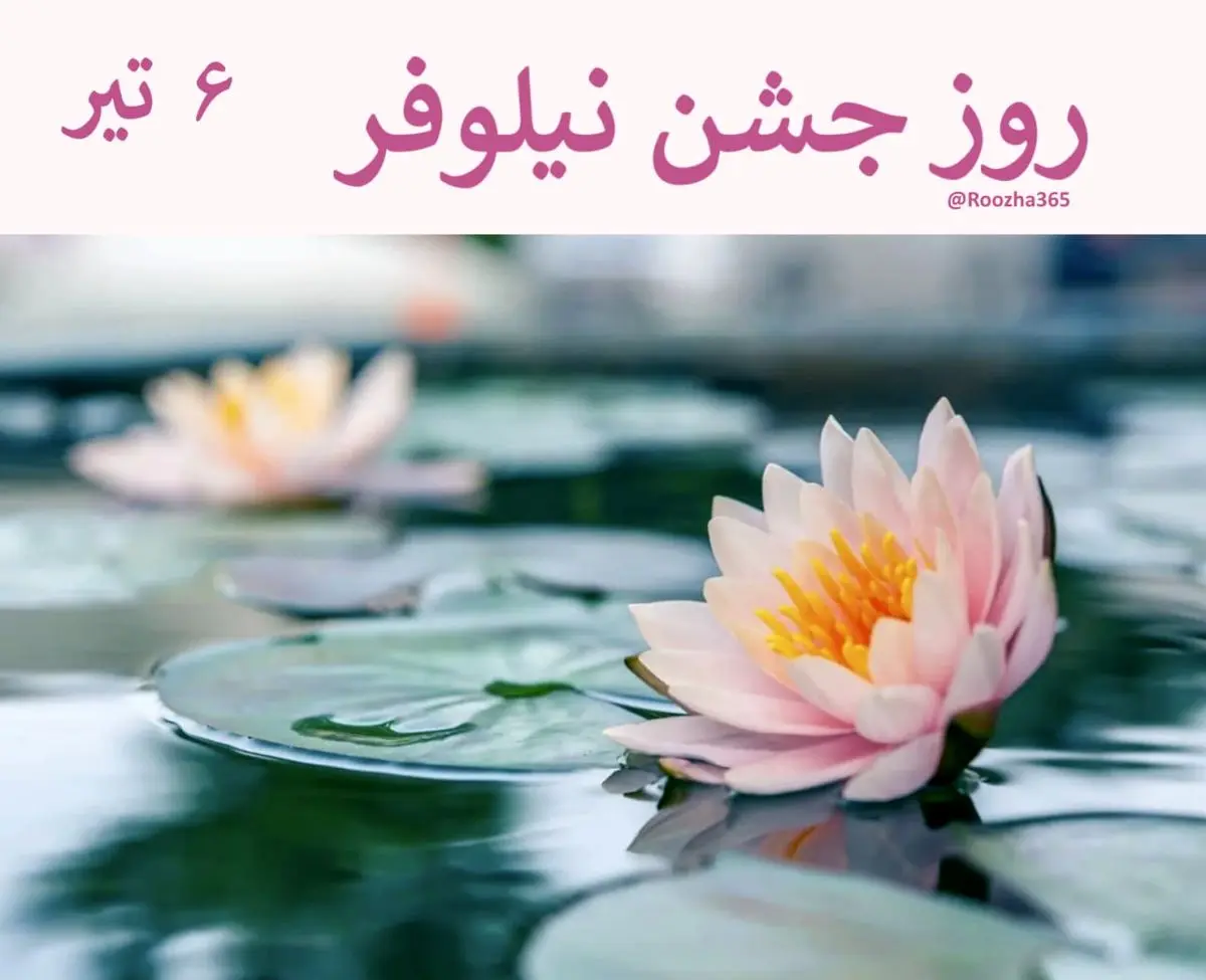 ۶ تیر ماه روز جشن نیلوفر است