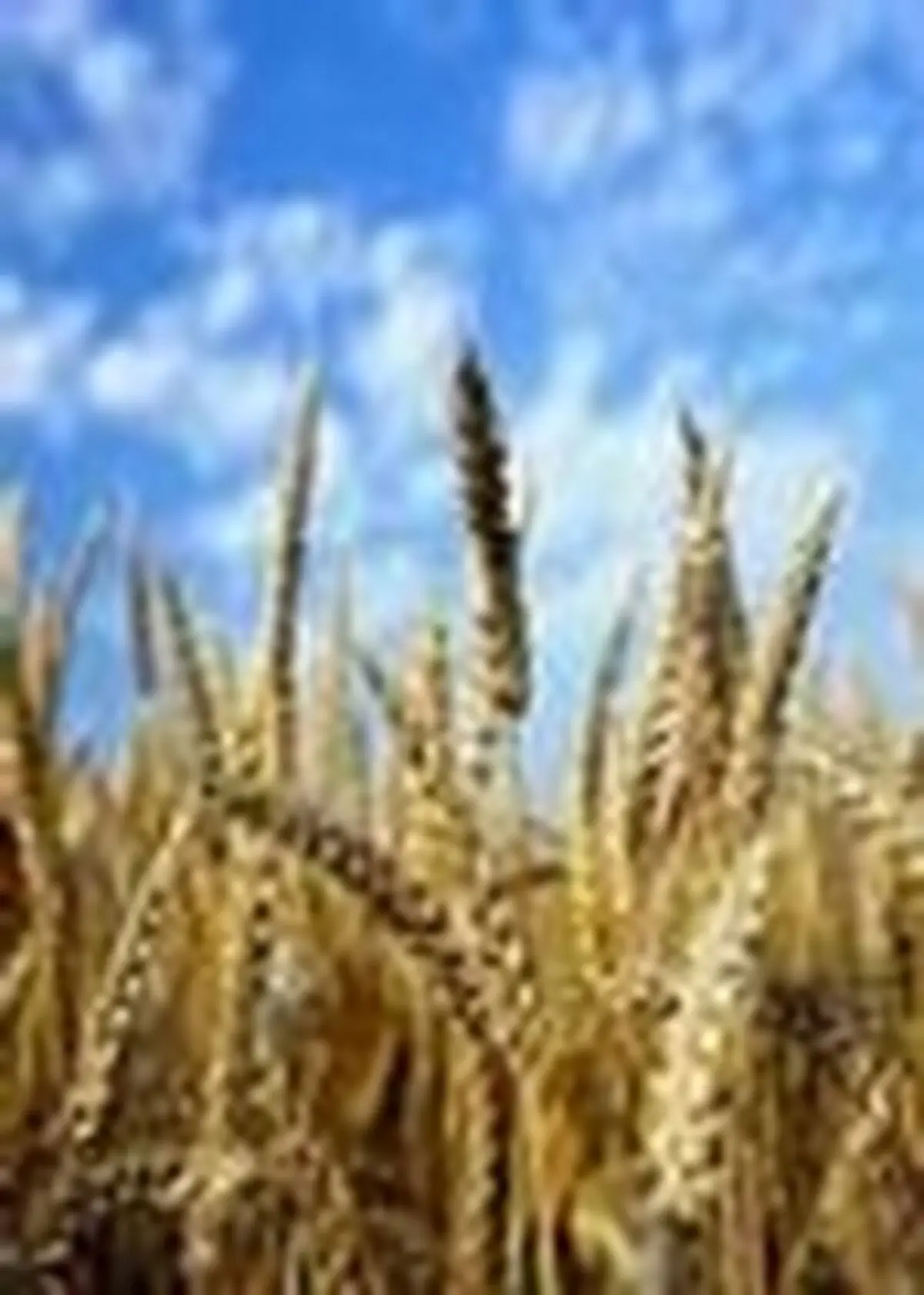 خرید بیش از ۴۷ هزار تن گندم مازاد بر مصرف کشاورزان مازندران