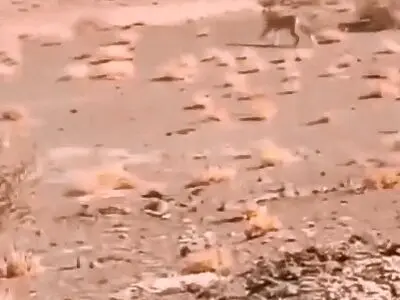 مشاهدۀ ۲ قلاده یوزپلنگ آسیایی در منطقۀ توران + فیلم