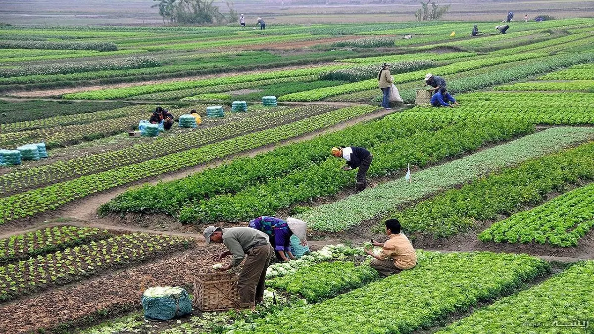 یک کشته و ۱۴ زخمی بر اثر واژگونی وانت‌بار حامل کارگران 