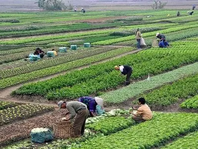 یک کشته و ۱۴ زخمی بر اثر واژگونی وانت‌بار حامل کارگران 