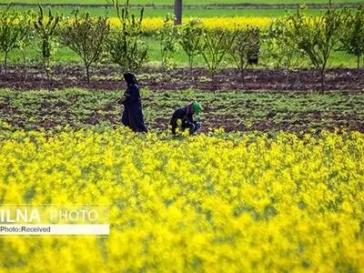  ۳ هفته گذشت و پول کلزاکاران پرداخت نشد/ قرار بود پول محصول خریداری شده ۲۴ ساعته به حساب کشاورزان واریز شود