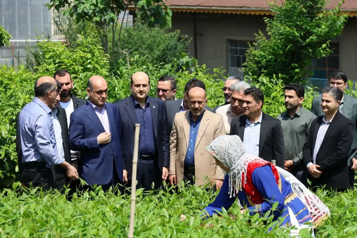 بازدید هادی حق‌شناس استاندار گیلان از روند برداشت برگ سبز چای در لاهیجان