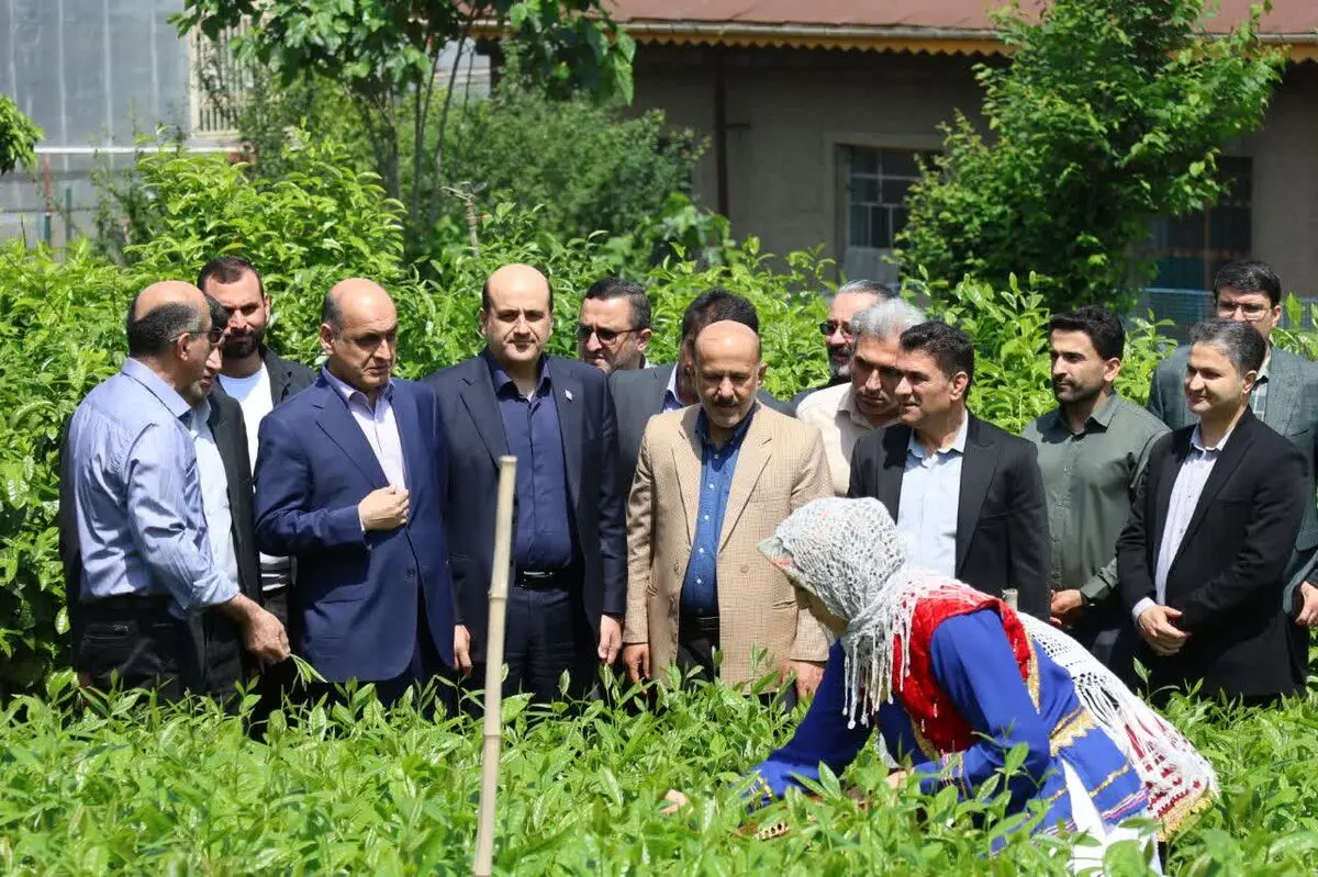 بازدید هادی حق‌شناس استاندار گیلان از روند برداشت برگ سبز چای در لاهیجان