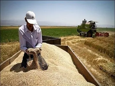 قیمت‌پایین خرید سویا مهم‌ترین دغدغه کشاورزان مازندرانی/ دولت به وعده خود در پرداخت یارانه سه میلیونی عمل نکرد