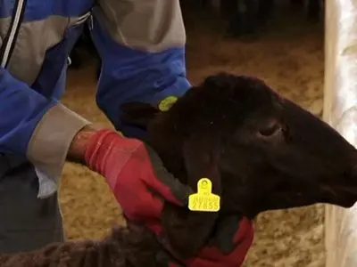 اجرای سراسری طرح پلاک‌کوبی دام برای مقابله با قاچاق 