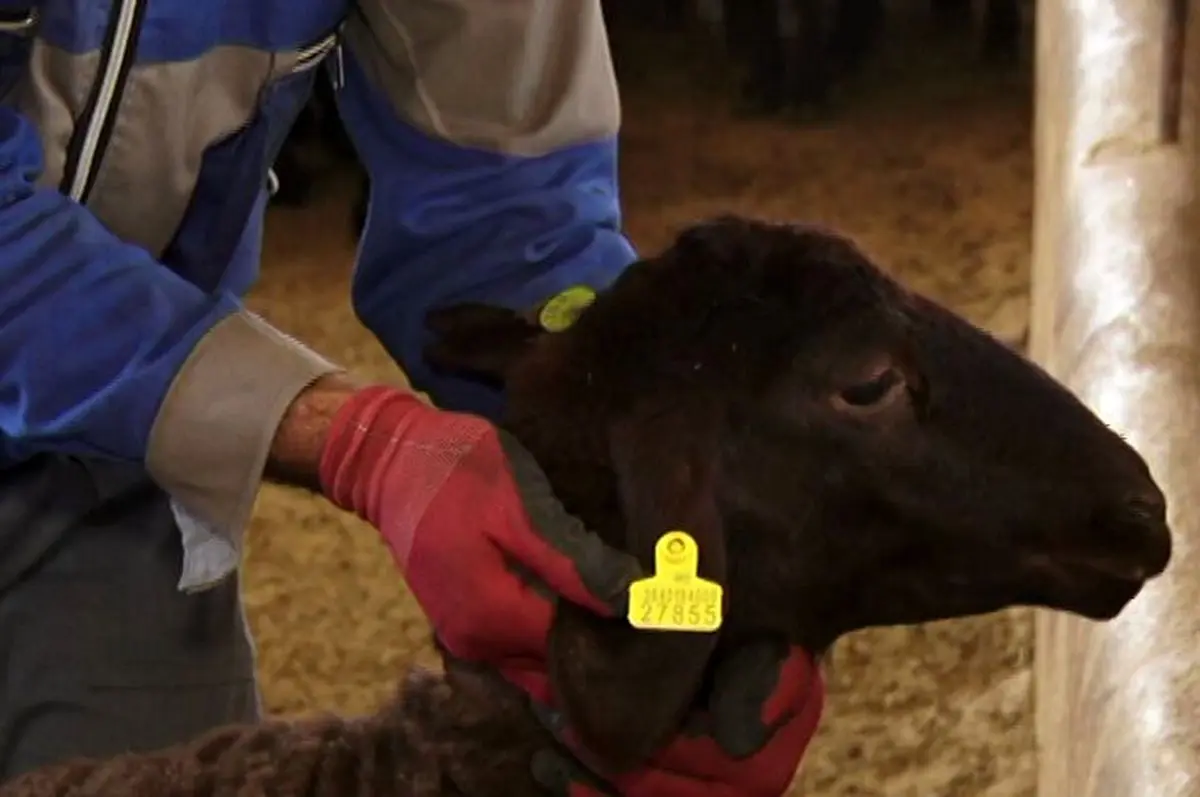 اجرای سراسری طرح پلاک‌کوبی دام برای مقابله با قاچاق 