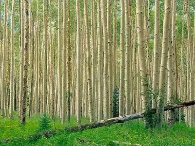 طرح زراعت چوب در بیش از ۵ هزار هکتار از اراضی گلستان انجام شد