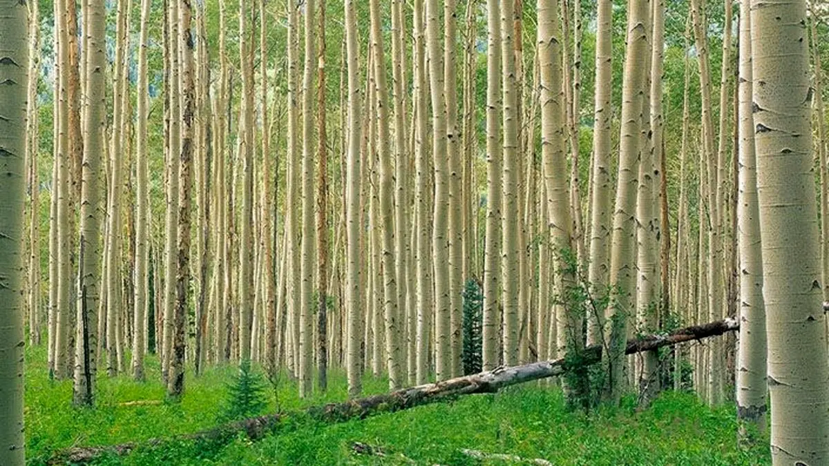 طرح زراعت چوب در بیش از ۵ هزار هکتار از اراضی گلستان انجام شد