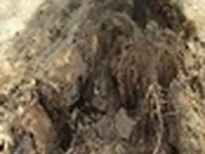 ناژوان دچار فاجعه خزان زود رس شده است