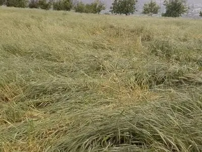 خسارت ۱۶۹۰ میلیارد ریالی بارش‌های شدید اردیبهشت به کشاورزی کرمانشاه