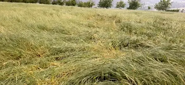 خسارت ۱۶۹۰ میلیارد ریالی بارش‌های شدید اردیبهشت به کشاورزی کرمانشاه
