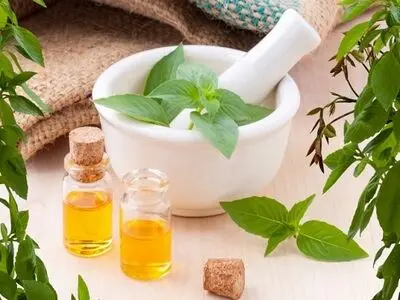 ریحان؛ گزینه‌ای طبیعی برای دفع پشه 