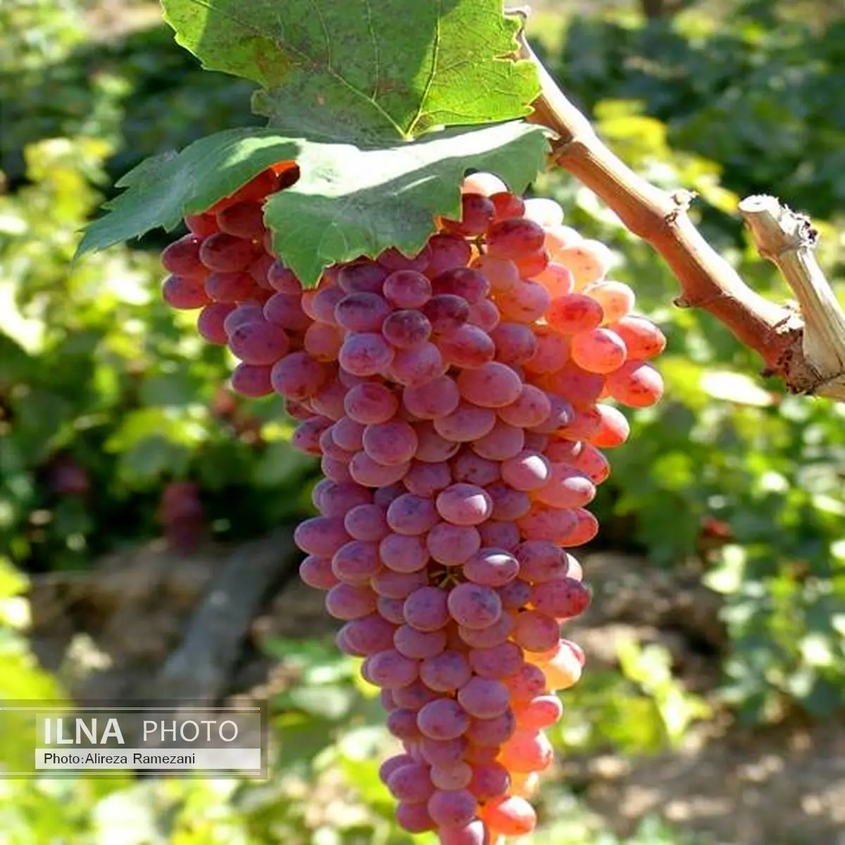 خسارت ناشی از آفت «زنجره مو» در باغات انگور استان زنجان گزارش نشده است