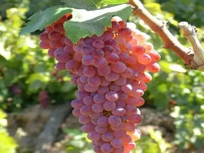 خسارت ناشی از آفت «زنجره مو» در باغات انگور استان زنجان گزارش نشده است
