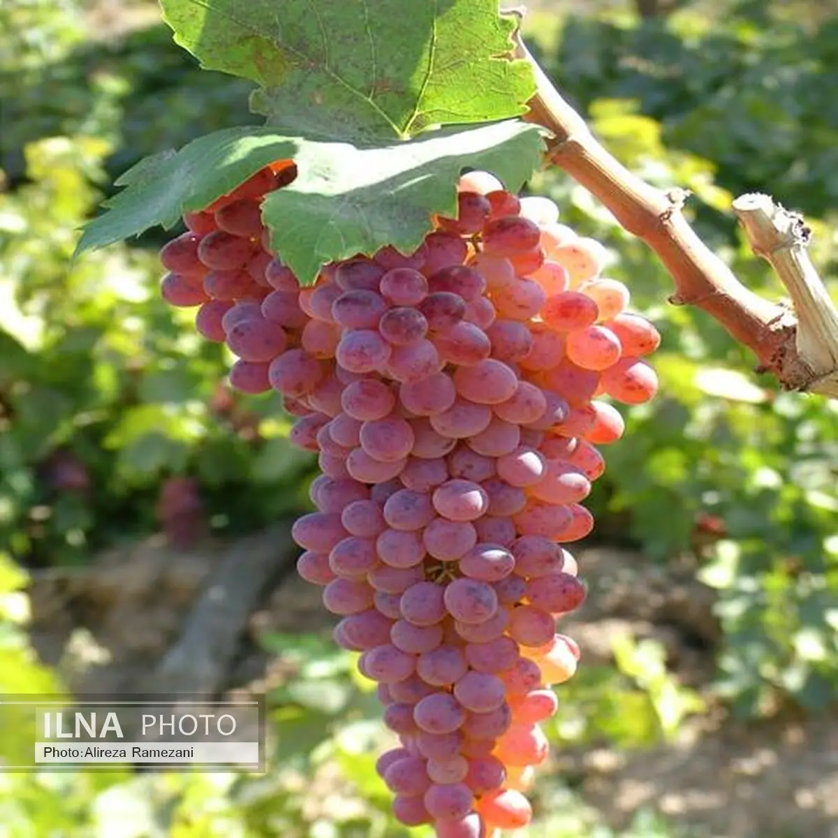 خسارت ناشی از آفت «زنجره مو» در باغات انگور استان زنجان گزارش نشده است