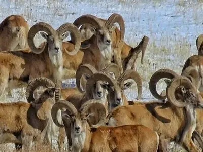افزایش جمعیت حیات وحش ایران طی دو دهه گذشته/ کاهش تنوع ژنتیکی گونه‌های جانوری بر اثر جزیره‌ای شدن زیستگاه‌ها و افزایش درون‌آمیزی