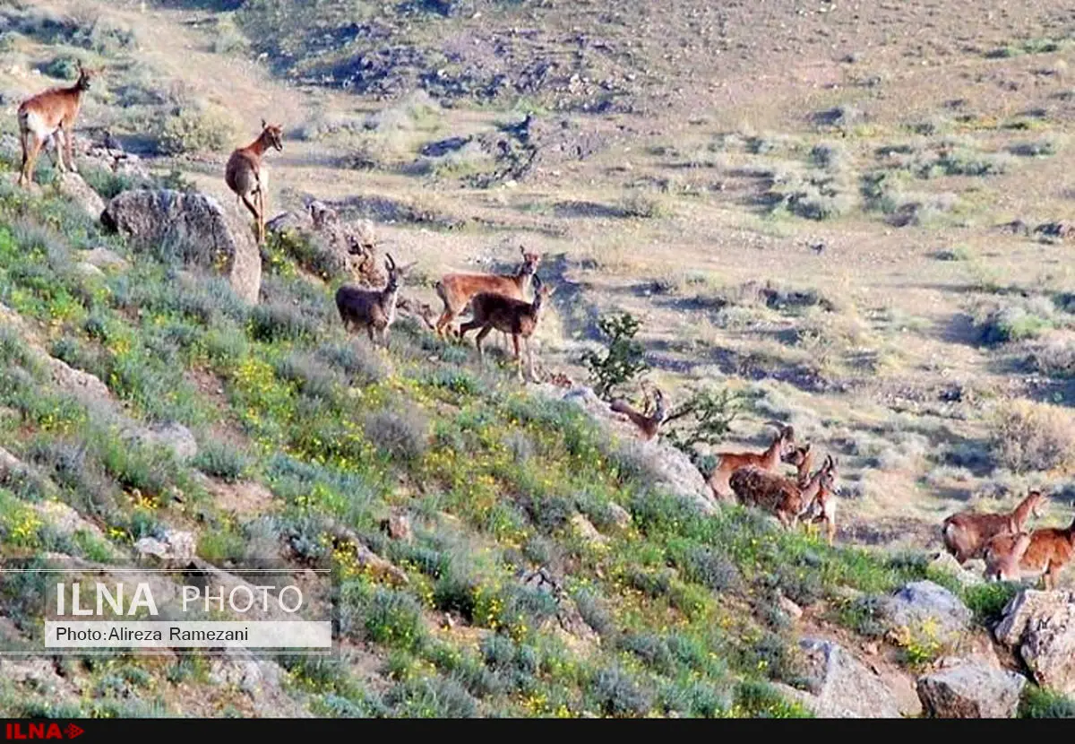 دفاع شورا از احداث اتوبان شهید‌ شوشتری در پارک ملی سرخه‌حصار