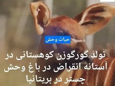 تولد گورگوزن کوهستانی در آستانه انقراض در باغ وحش چستر بریتانیا + فیلم