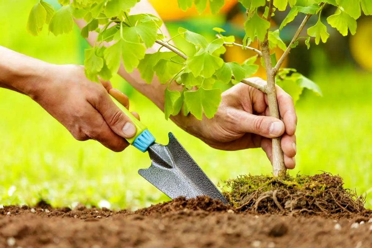 برگزاری هفتمین پویش درختکاری «سرو ایران» در استان مرکزی / 1200 اصله نهال کاشته شد