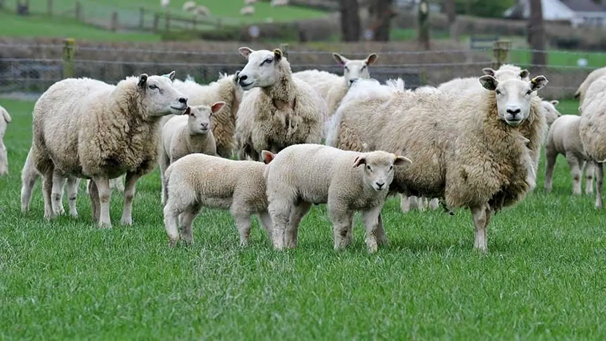 سفارش و قیمت گوسفند زنده در سال 1400