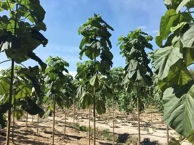 ایجاد نهال های با بارکد الکترونیکی در اردبیل 