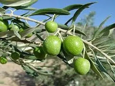 برداشت نوبرانه زیتون در رودبار آغاز شد