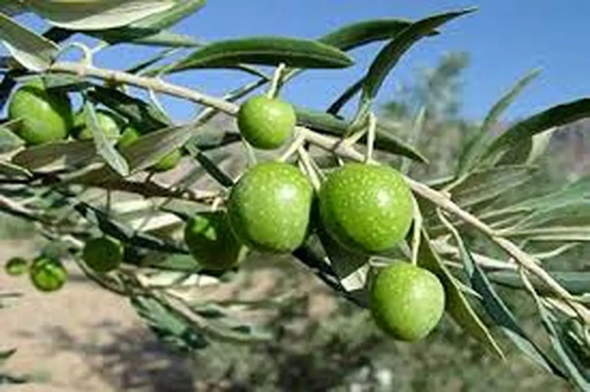 برداشت نوبرانه زیتون در رودبار آغاز شد