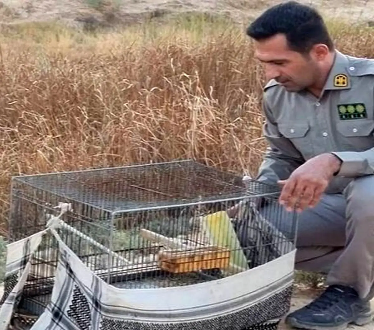 ۱۱ قطعه پرنده سهره طلایی در مسجدسلیمان کشف و ضبط شد