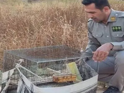 ۱۱ قطعه پرنده سهره طلایی در مسجدسلیمان کشف و ضبط شد
