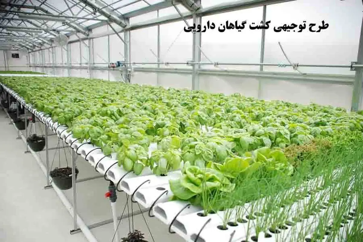 طرح تولید گیاهان دارویی توسط مددجویان کهگیلویه و بویراحمد اجرایی می‌شود