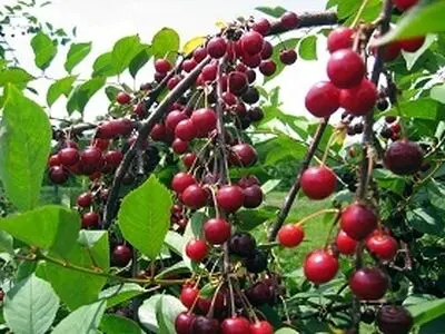 پیش‌بینی تولید 26000 تن محصول زردآلو و گیلاس و آلبالو در کردستان