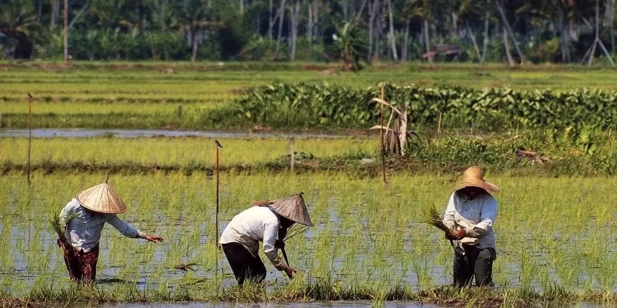 سیاست‌های مالزی برای ممانعت از خروج نیروی کار از این کشور/ استرالیا به دنبال کارگران آسیایی